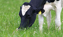 New generation of festulolium brings feed of high value